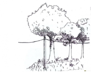 65394_65620_arbre_elagage